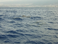 Tenerife 2005 2 81